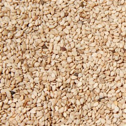 WHITE SESAME SEEDS BULK (15KG)