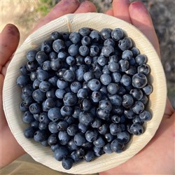 ELGIN WILD BLUEBERRIES (1KG)