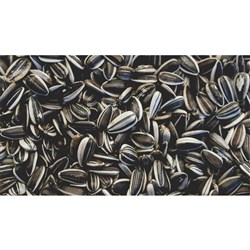 SUNFLOWER SEEDS BULK (15KG)