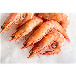 SOUTH AUSTRALIAN OCEAN KING COOKED PRAWN U15 9/12 (5KG)